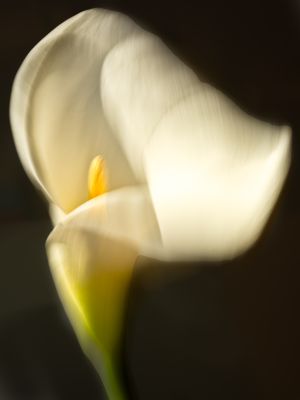 wkl 05 Wilhelm Kleinoder   Calla ICM